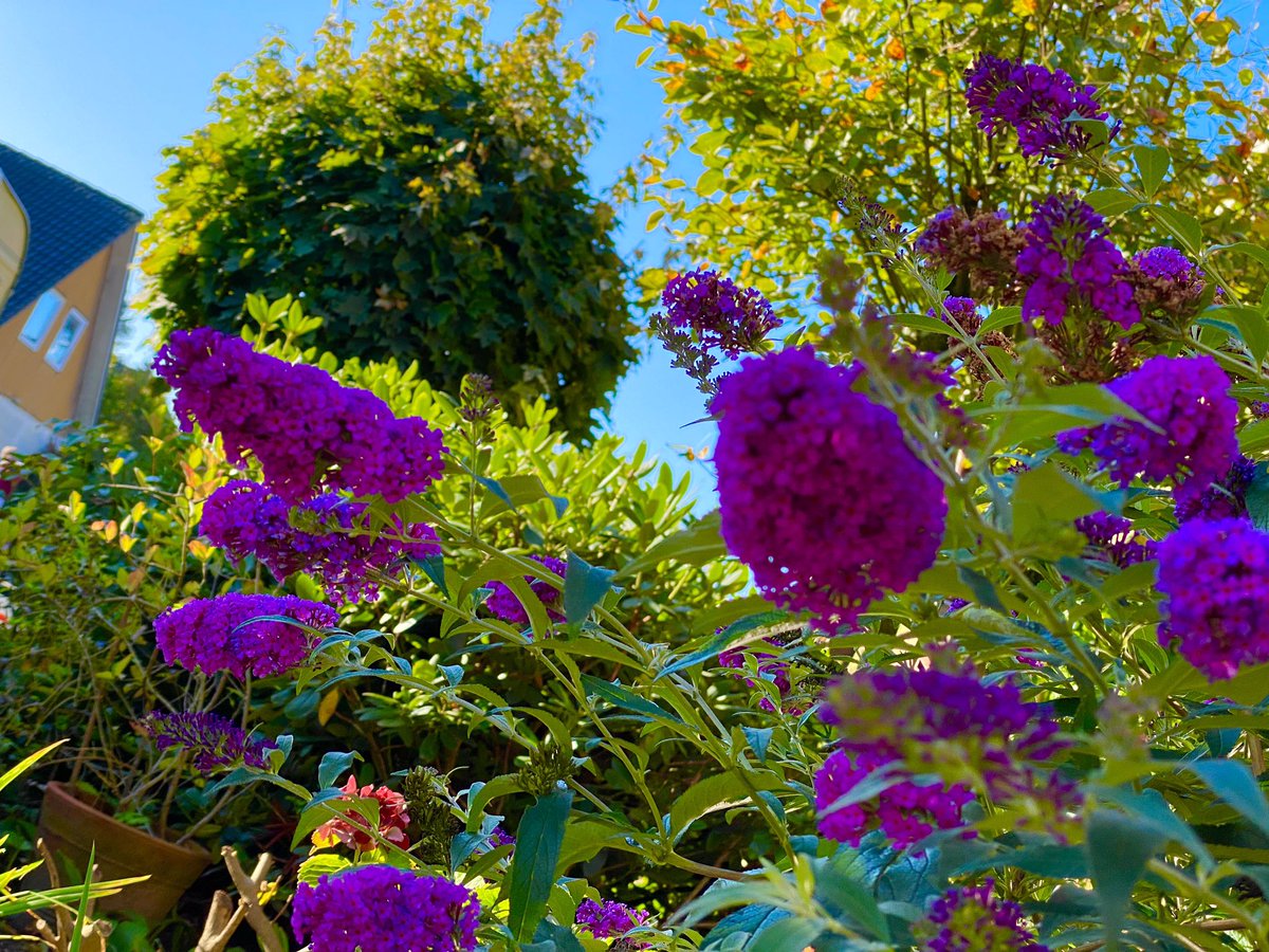 A beautiful Sunday all my friends and people in the world 🌍🙏💝🍀🤩✌️😍😁🥰👍🌍🌺🌹