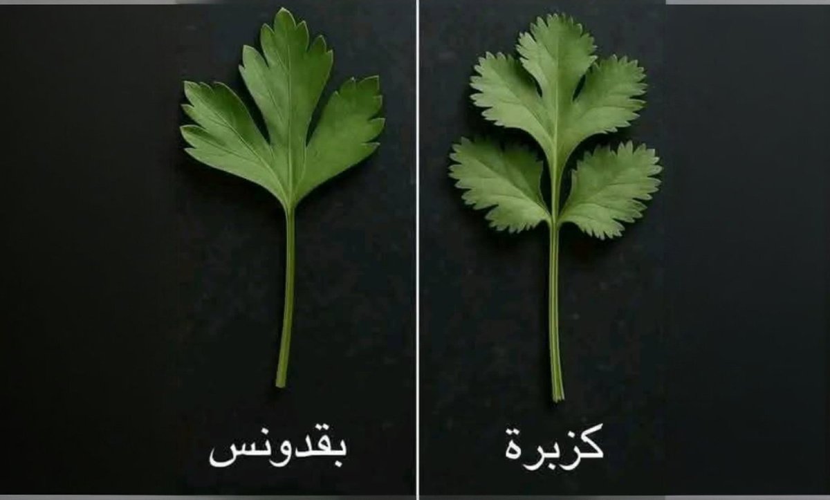 ijubran's tweet image. عزيزي الرجل الودود...
أعرف معاناتك جيدًا، وأستشعرك حاجتك لدليل يحول دون حاجتك لسؤال البائع في كل مرة تزور فيها حلقة الخضار، لهذا احفظ الصورة المرفقة، فقد تحتاجها عندَ زيارتك التالية.🤚
