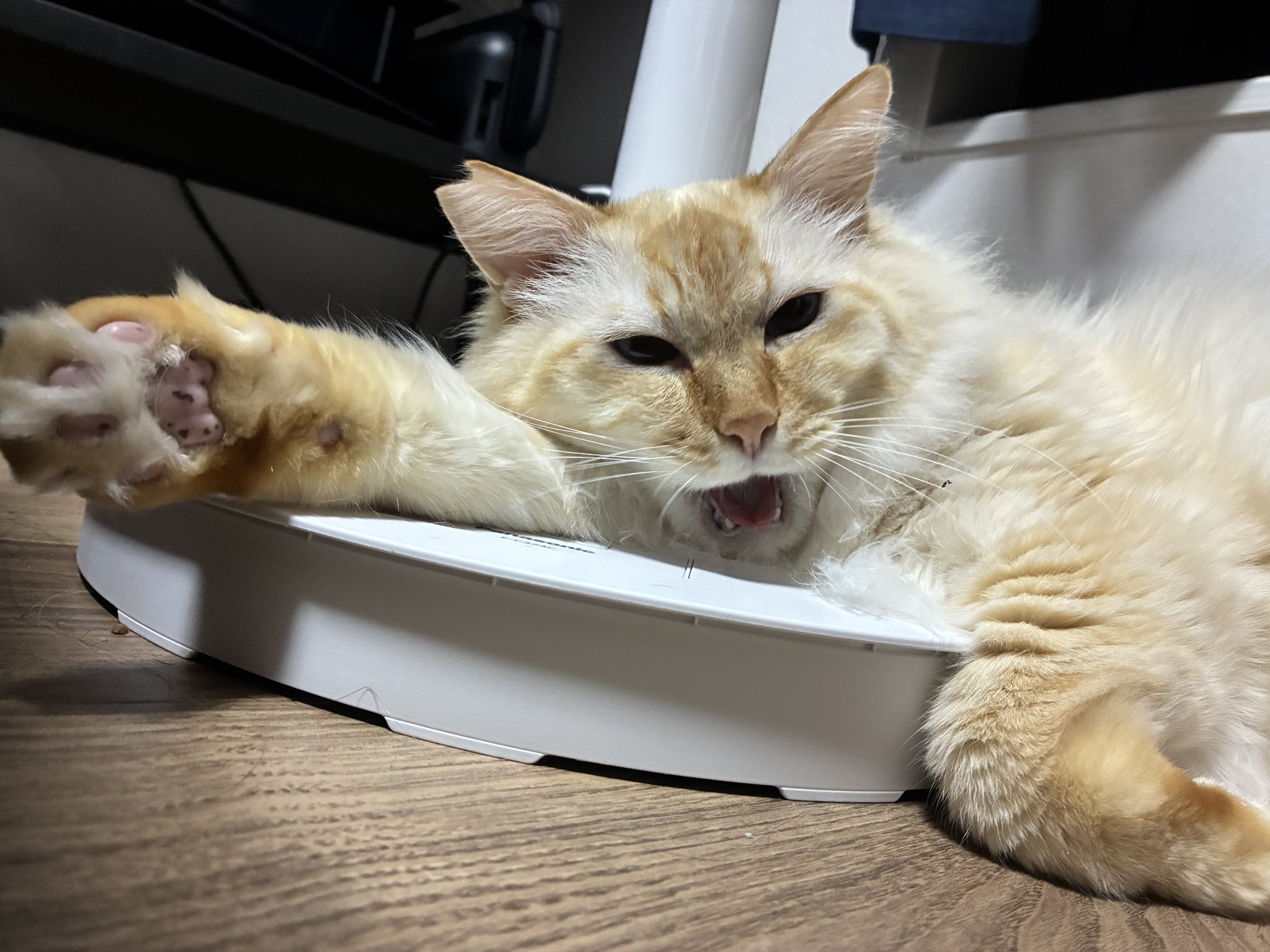 あくびねこさま専用 ネコ様のあくびに指を入れた人間。まさかの行動にネコ様ドン引き