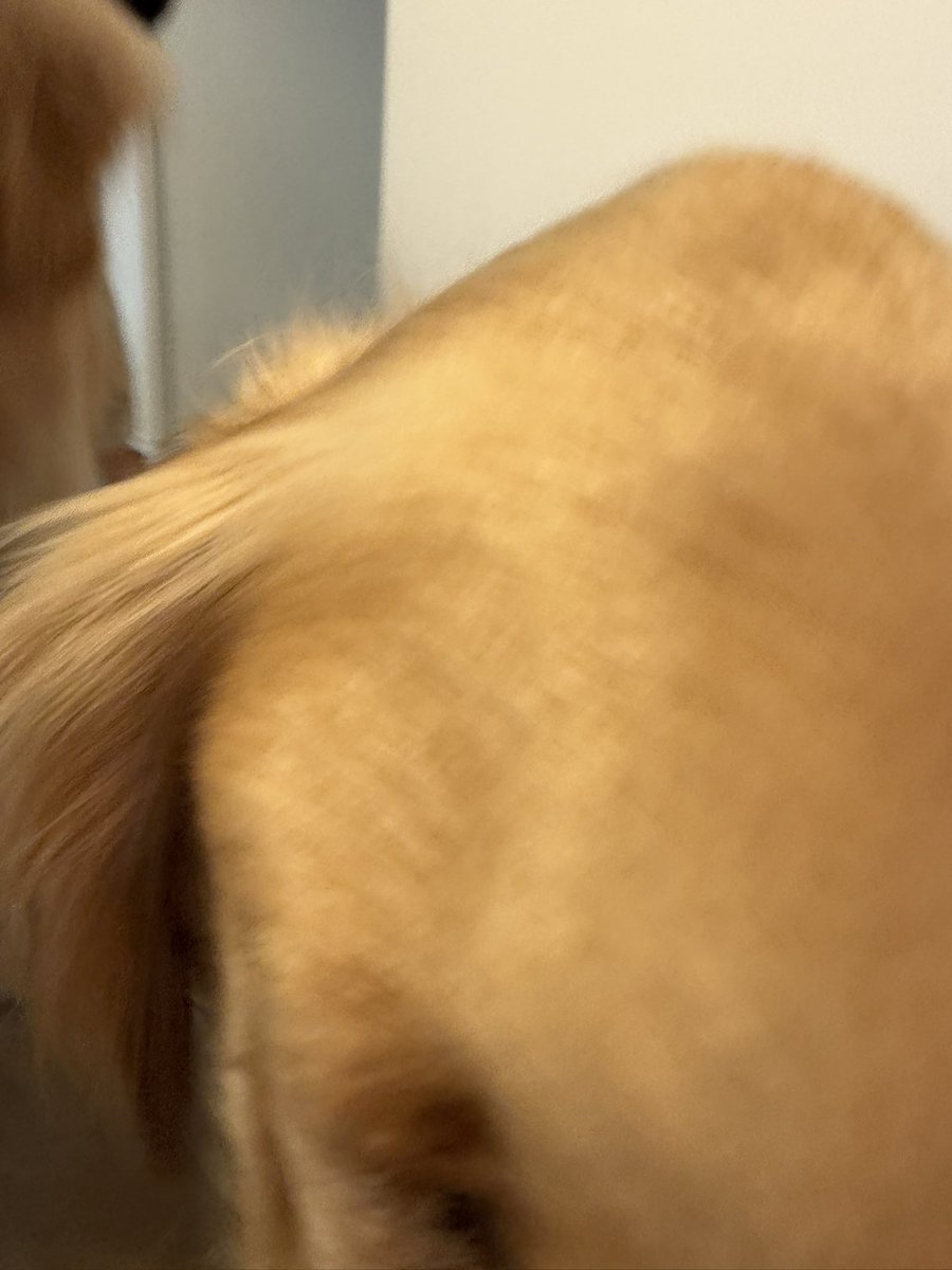 _a0i's tweet image. 帰ってきました。喜びの犬たち