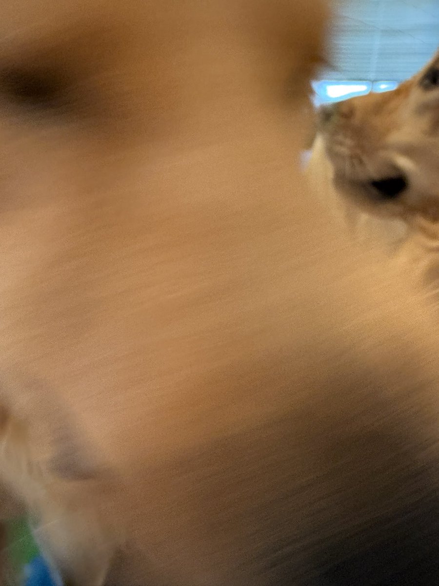 _a0i's tweet image. 帰ってきました。喜びの犬たち