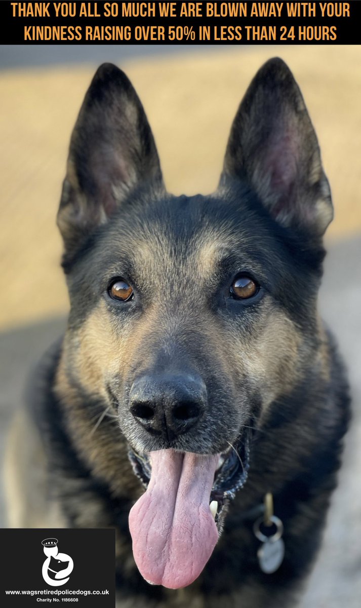 RPDQuest's tweet image. Thank you so much to everyone who has donated to my fundraising over 50% raised already we are overwhelmed with your kindness ❤️ @999WAGS justgiving.com/page/rpdquesta…