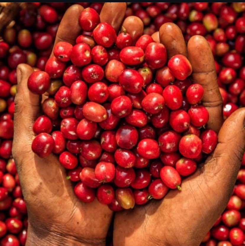UwaseYves3's tweet image. Happy Sunday dear fellow farmers may God answer our wishes 🙏