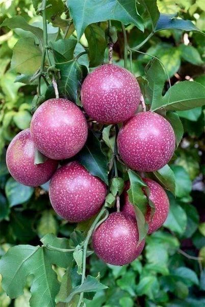 UwaseYves3's tweet image. Happy Sunday dear fellow farmers may God answer our wishes 🙏