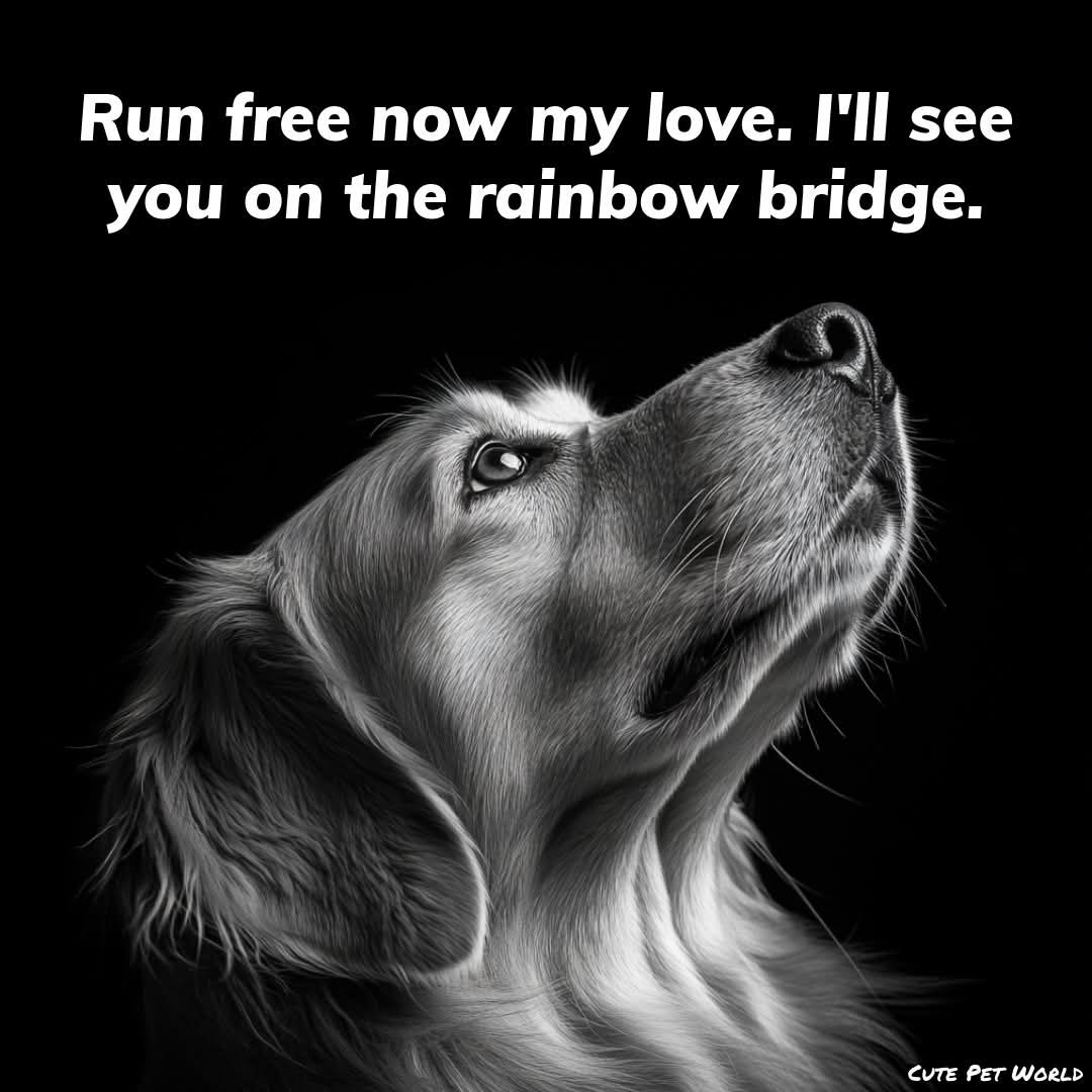 geezabigdave's tweet image. Thank you to all my wonderful pets that are sadly no longer with us. I miss you. ❤️