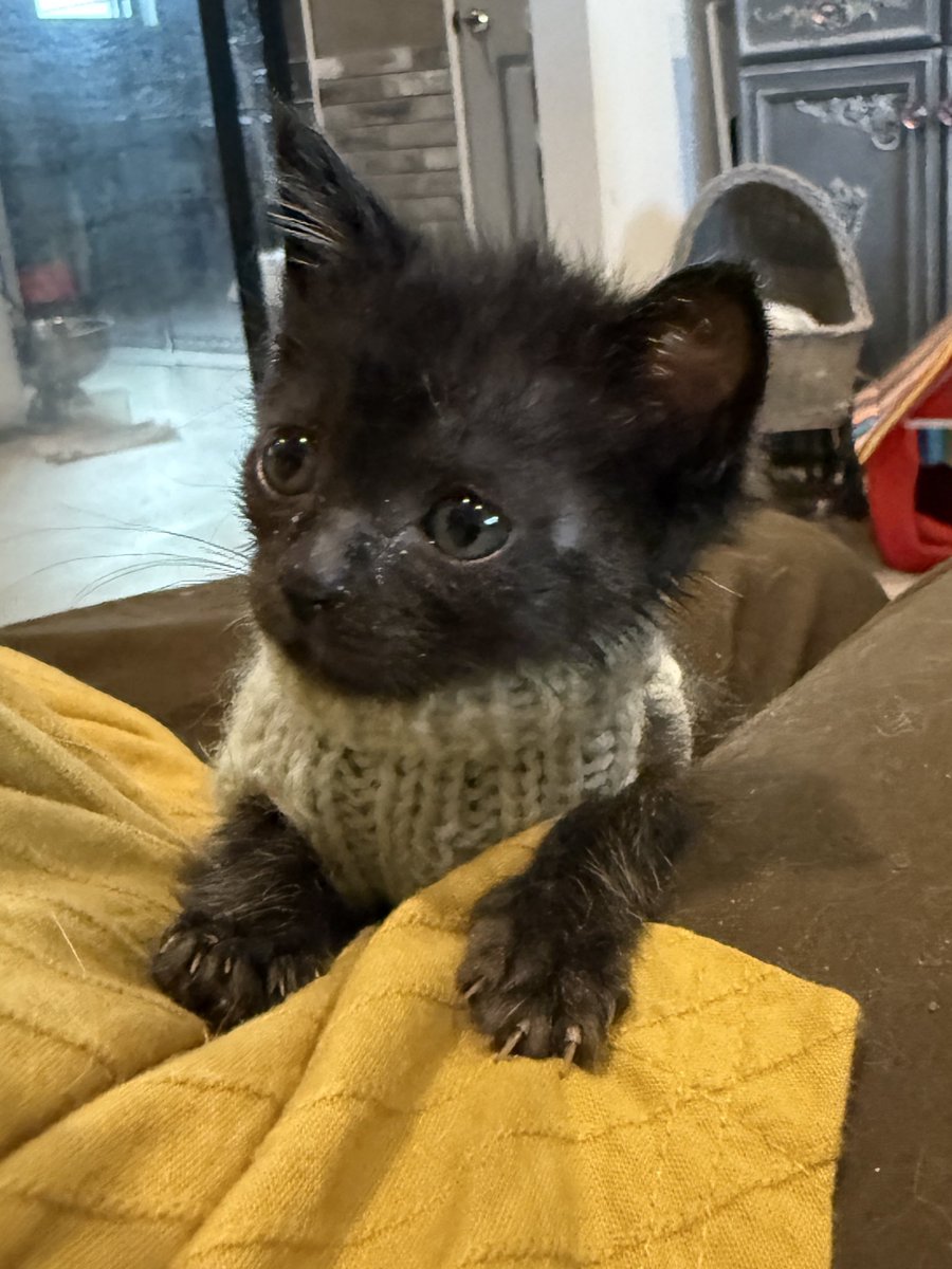 あくびねこさま専用 マメ K 病障害猫預かりボランティア on X: