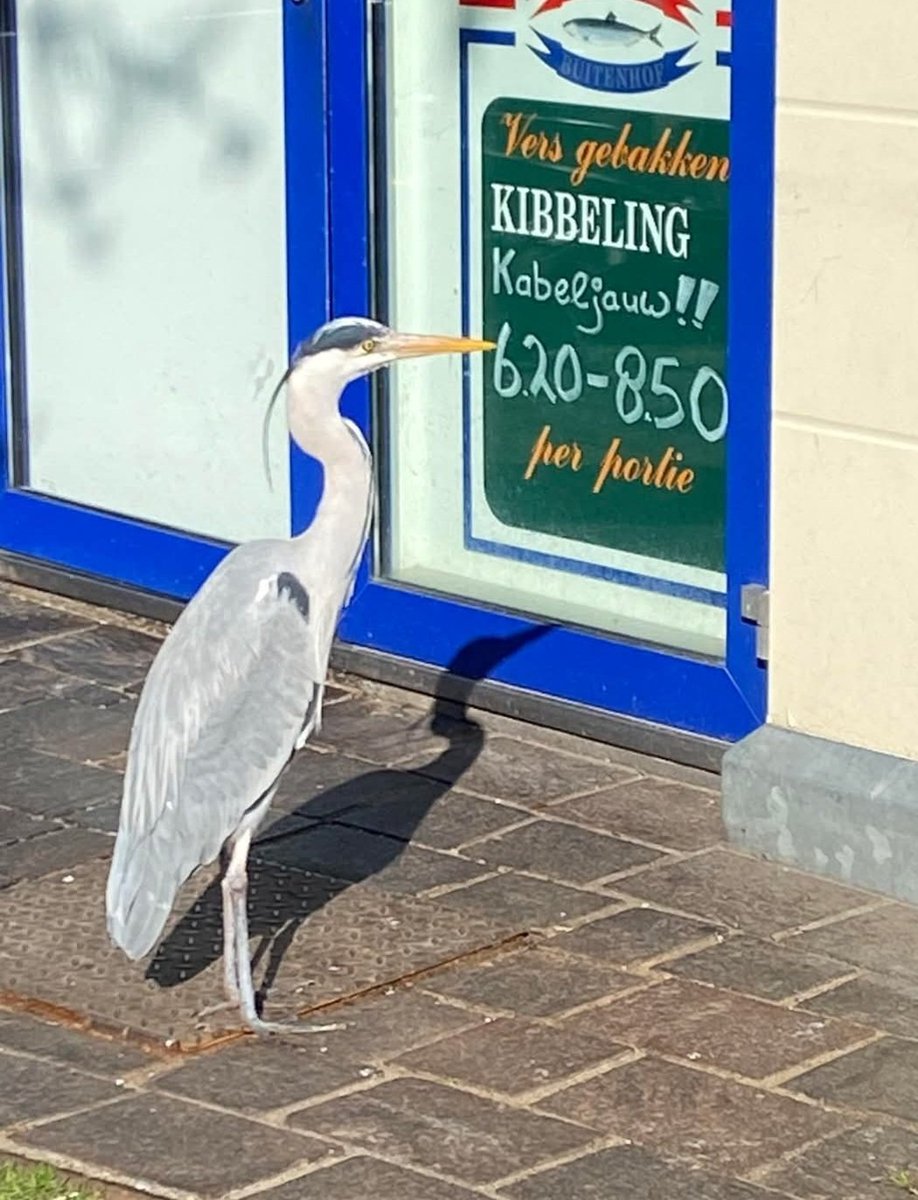 Wgoorman's tweet image. Deze reiger checkt de prijzen van kibbeling in Den Haag.