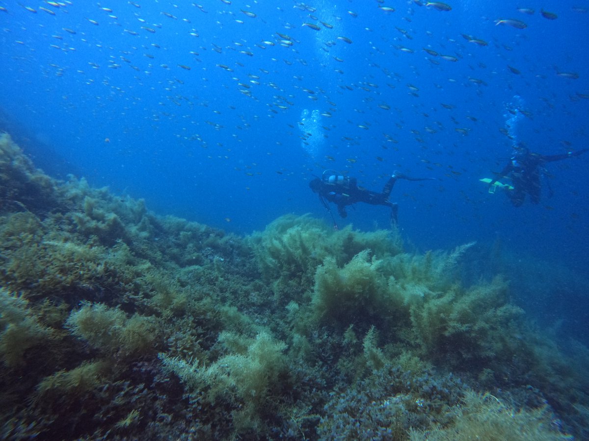 umizono's tweet image. いぃ~天気、いぃ~海がまだまだ続いてます。
今日はファン2ボートのち15時~体験ダイビング!
①漁礁 水温24.2度(水深25m)透視度15~20m
②羽尾鼻 水温25.4度(水深21m)透視度15~18m
③羽尾旧突堤 水温29.2度(水深4m)透視度15m
今日の海中も楽しく快適に過ごせました。#鳥取県 #岩美町