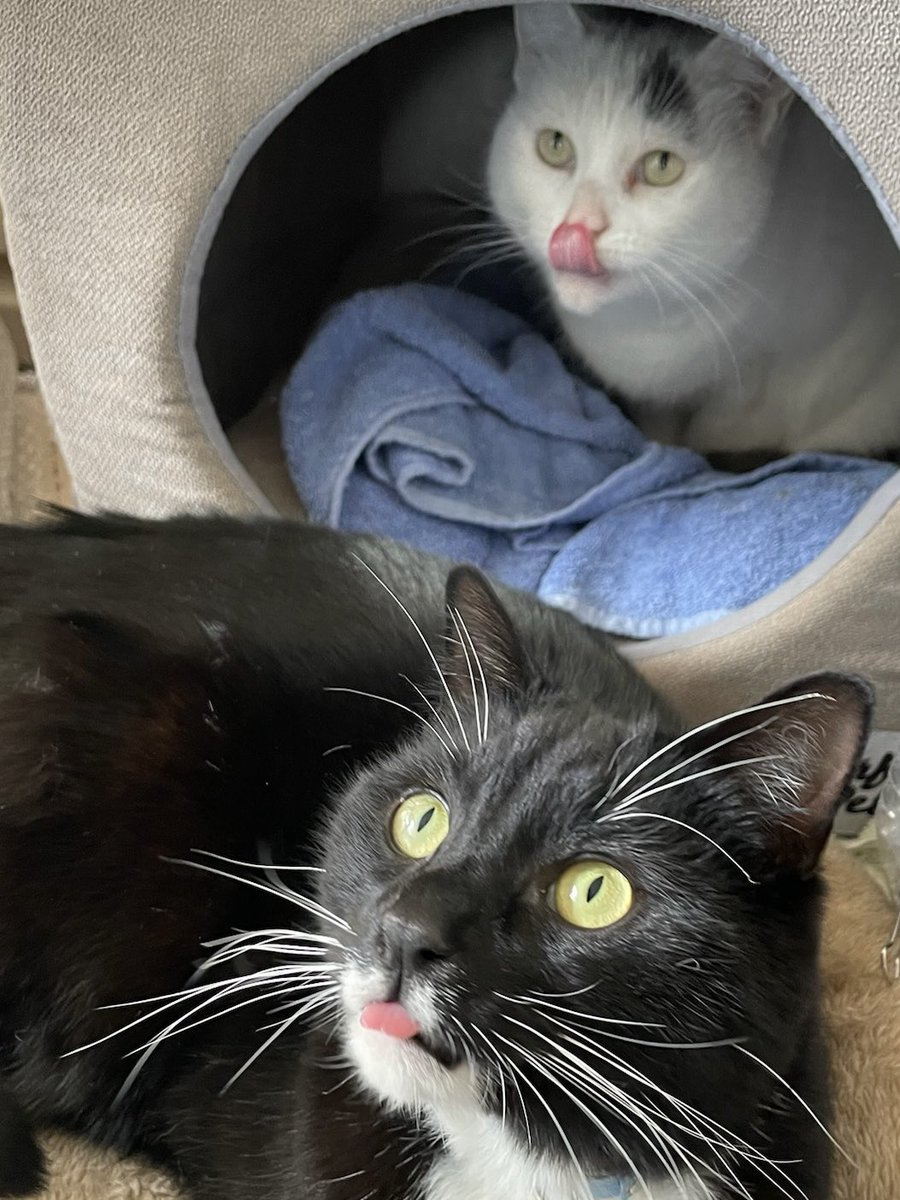 half_straycat's tweet image. Oreo blocks Marshmallow&apos;s exit 😺👾🫸🏻