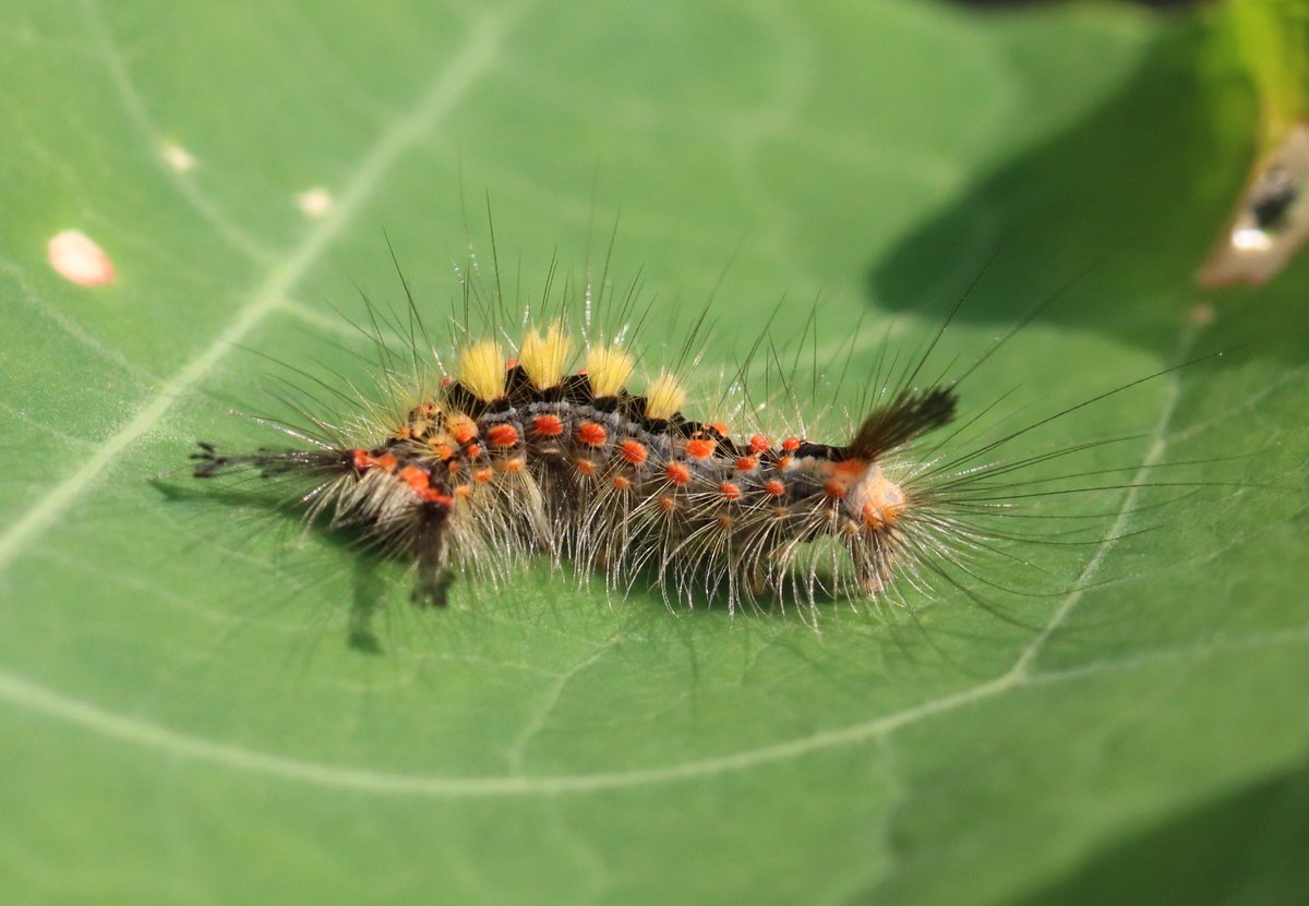 Karin_B_E's tweet image. Vanmorgen bij het ophangen vd was viel mijn oog op iets opvallends op het zonnebloemblad (zonnebloemen zaai ik altijd bij de waslijnpalen qua vastbinden) 🌻

#witvlakvlinder 🦋🐛

#insectenopdeboerderij #mottenspotten