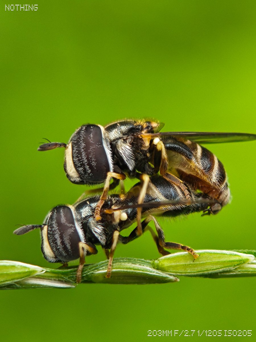 Ajeesh021997's tweet image. Precision in Miniature: @nothing (3) Telemacro Photography
#WithNothing #NothingPhone3
@nothingindia @getpeid
@AkisEvangelidis #ShotOnSnapdragon
@Snapdragon