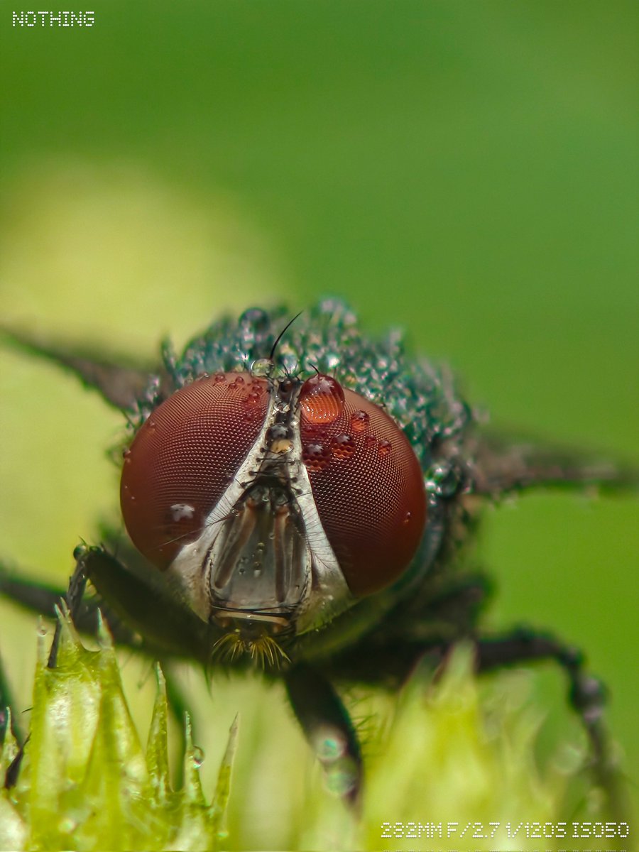Ajeesh021997's tweet image. Precision in Miniature: @nothing (3) Telemacro Photography
#WithNothing #NothingPhone3
@nothingindia @getpeid
@AkisEvangelidis #ShotOnSnapdragon
@Snapdragon
