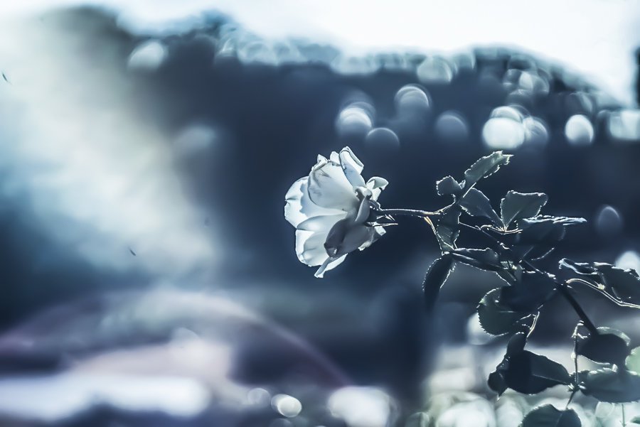 𝓴𝓸𝓰𝓪𝔂𝓪. tweet media