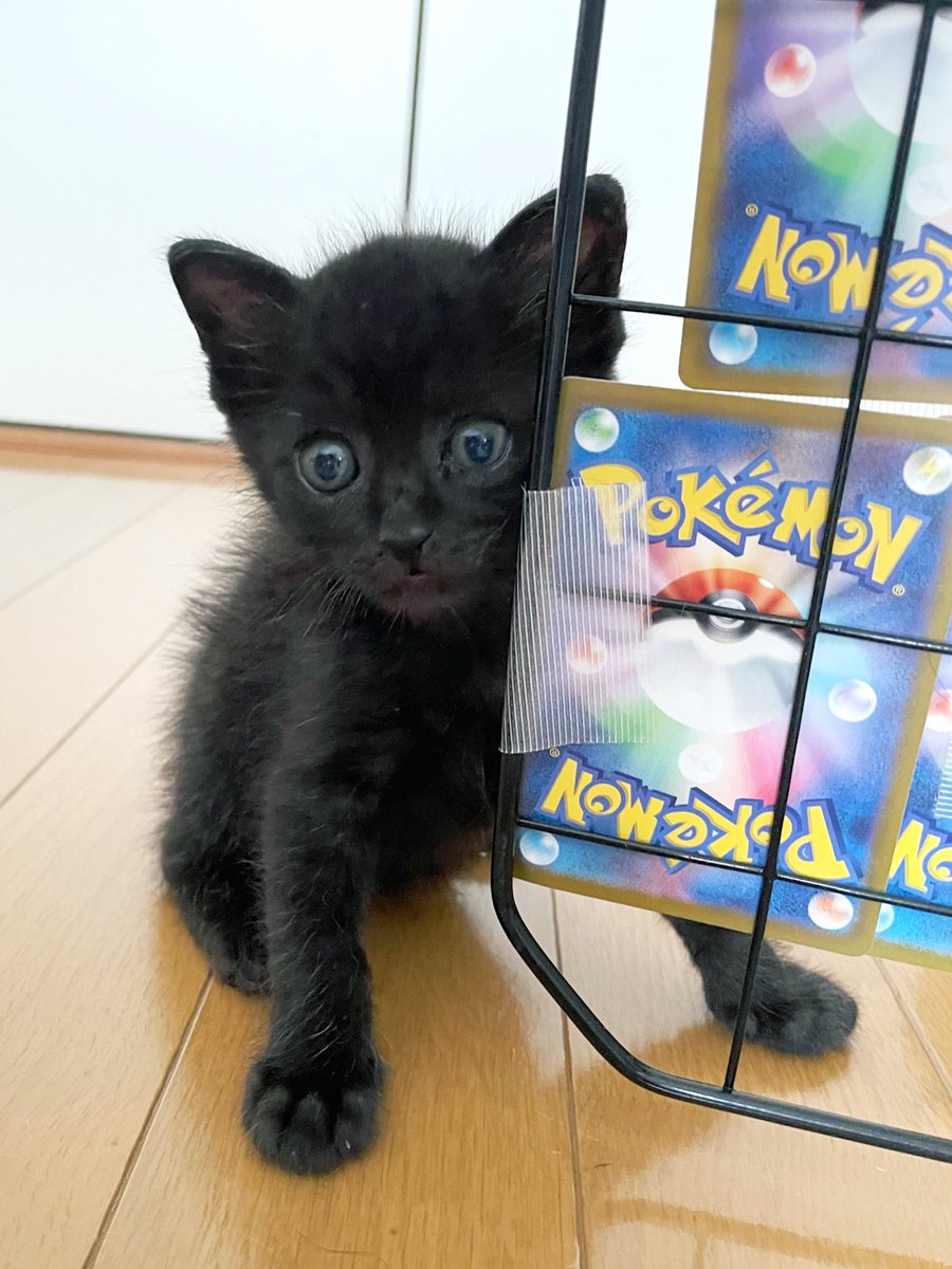 ねこ きいまな on X: 