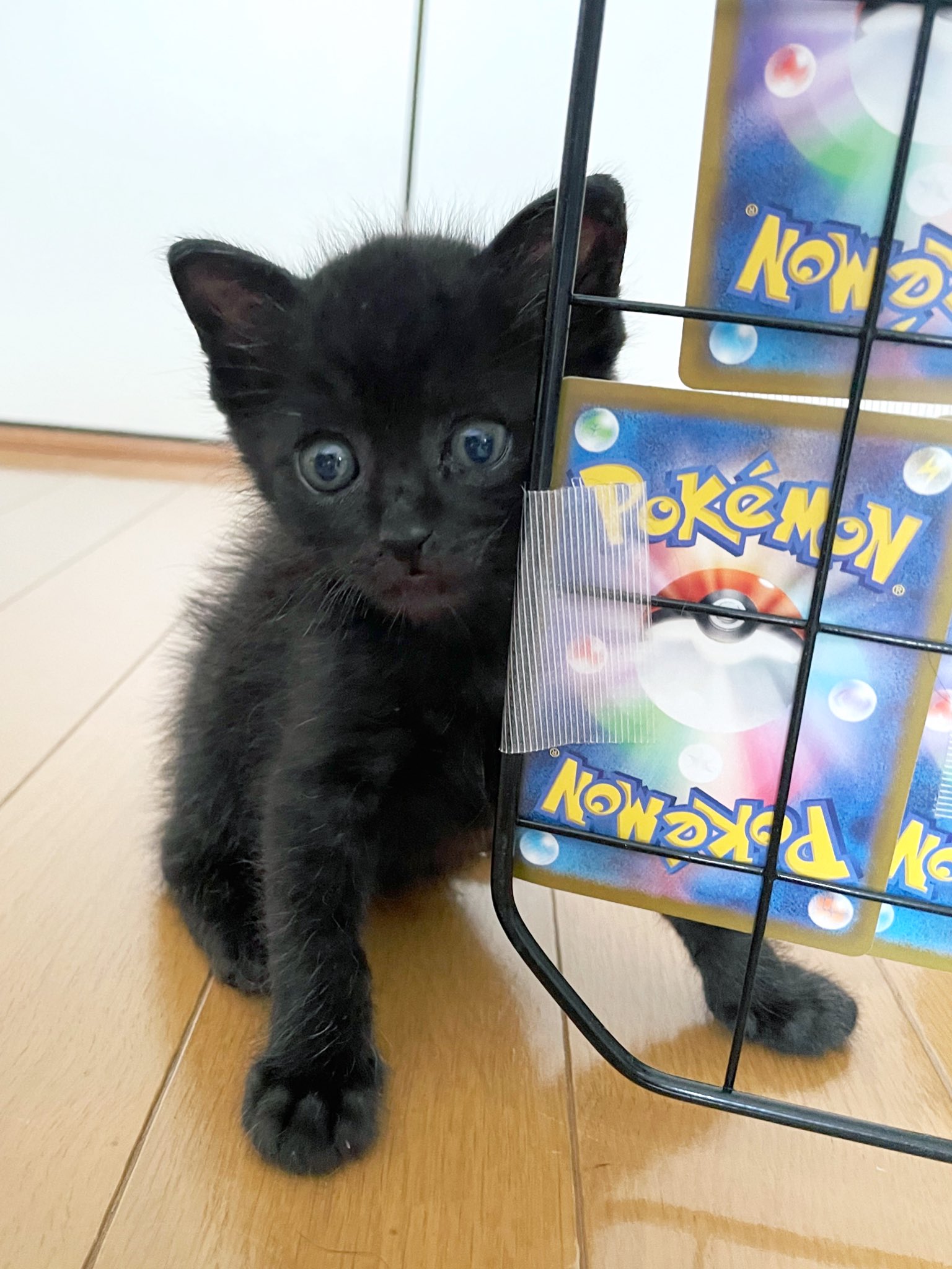 ねこ こぐま on X: 