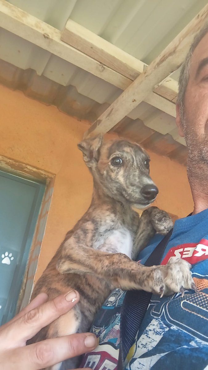 Es un chico de Zaragoza que recoge animales que nadie quiere 😢😞😭
Ahora hay una galguita de tres meses con megaesofago que no puede comer ni beber más que de pie hasta que sea mayor y se la pueda corregir, la querían sacrificar y él la recogió.
Él guarda animales como si fuera
