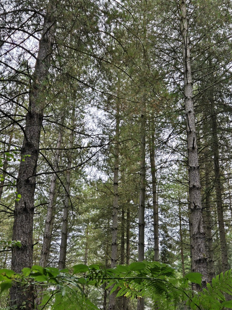 CllrJRussell46's tweet image. Peaceful walk through the Gravetye Estate this morning.