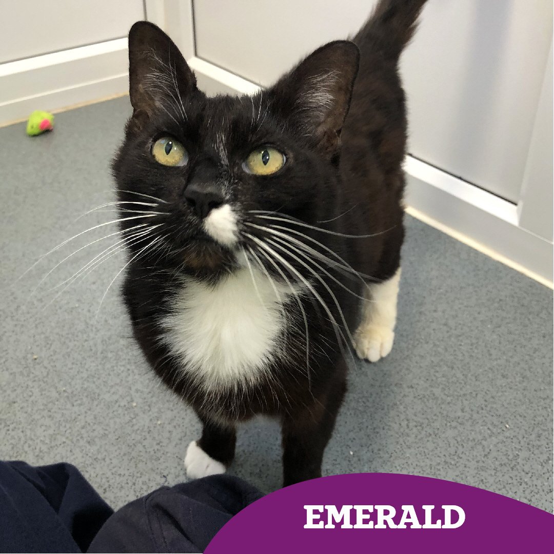 Can you believe our gorgeous Emerald is still with us? Because we can't! 🙀

Could you lend a helping paw and share her story? 🐾

Find out more 👇🏻 
cats.org.uk/findacatform/?…