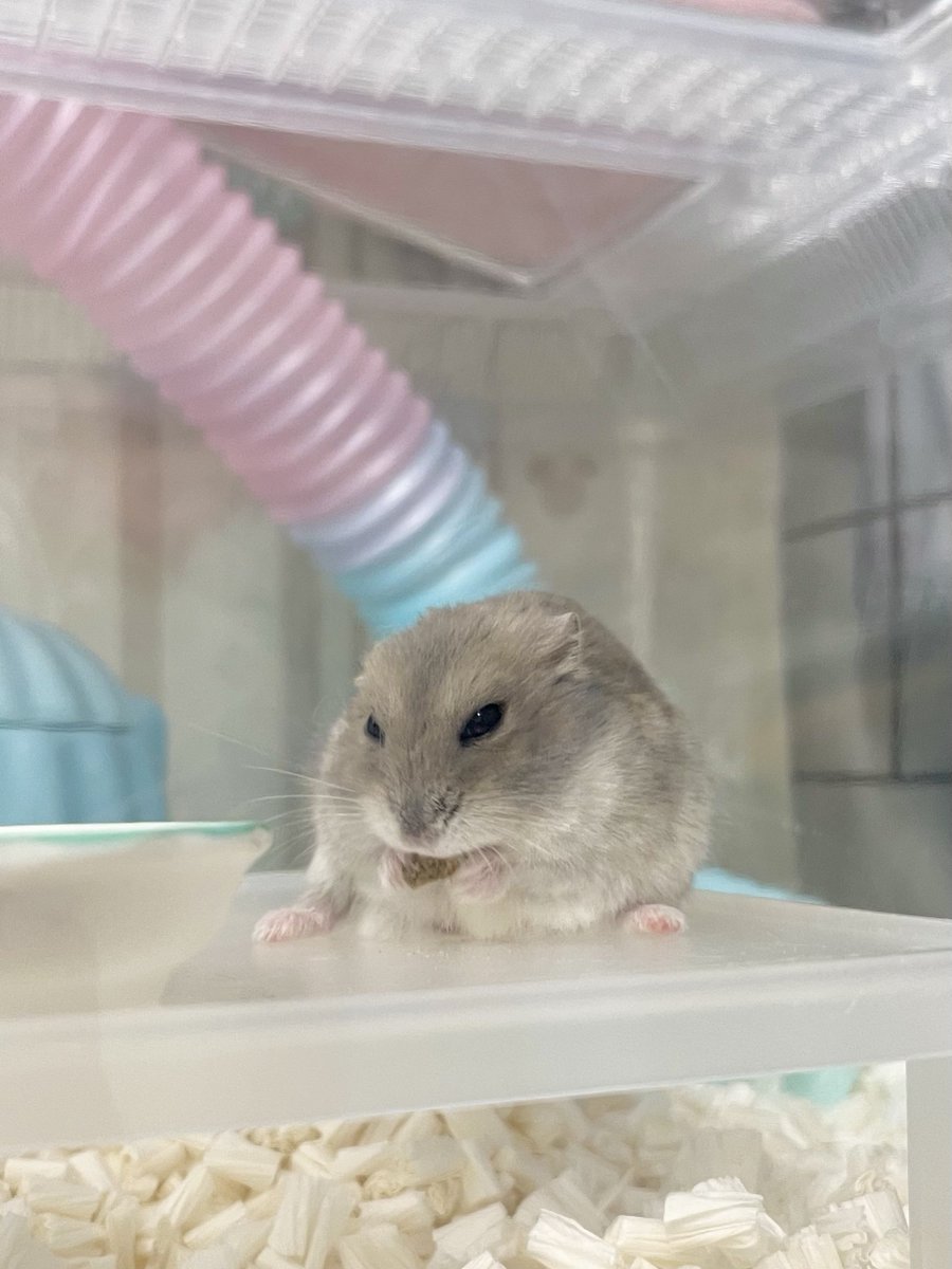 temari0413's tweet image. ペレットよりオヤツが食べたいな…🐹🌀

#ハムスター
#ジャンガリアンハムスター