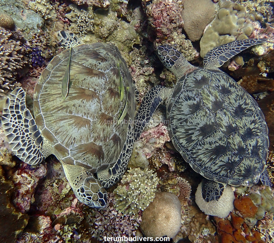 holocanthe's tweet photo. Green turtles
#gili #giliislands #lombok #diving #scuba #trawangan #diveandstay #giliair #pets #ocean #sealife #marinelife #padi #turtle #greenturtle #turtles https://t.co/RBCHBBhWyp