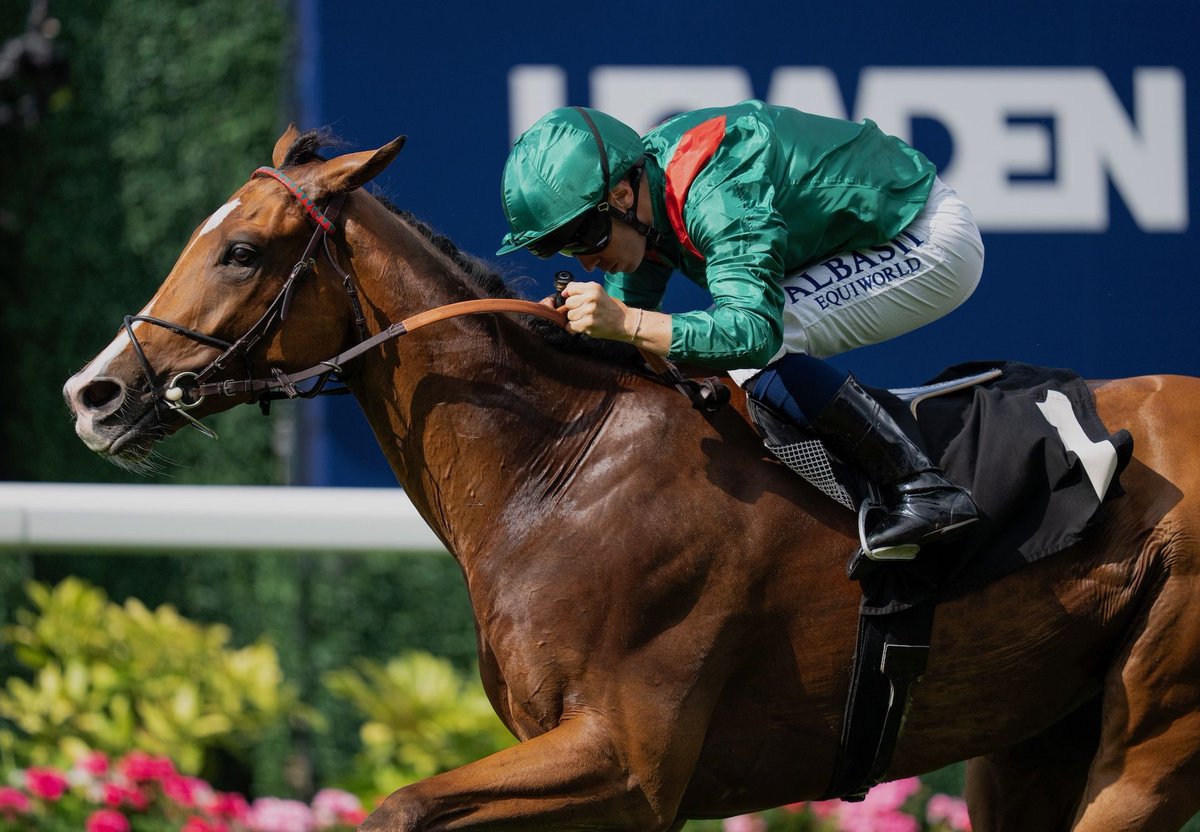 coolmorestud's tweet image. Gleneagles’ Calandagan Follows Up In King George.
Calandagan (4g Gleneagles – Calayana, by Sinndar) showed his class once again when gaining his second consecutive Group... bit.ly/44QAncL