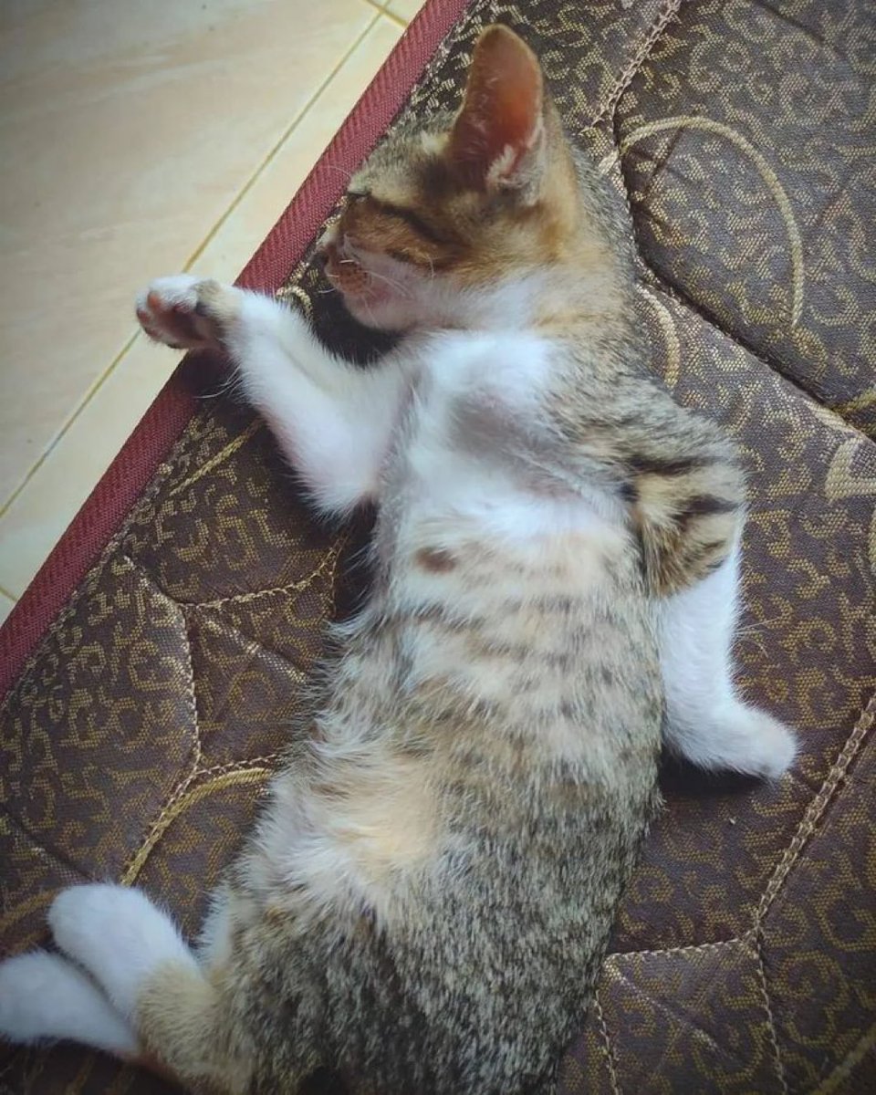 animalkyat's tweet image. ピラミッドの壁画みたいになって寝てた猫見て