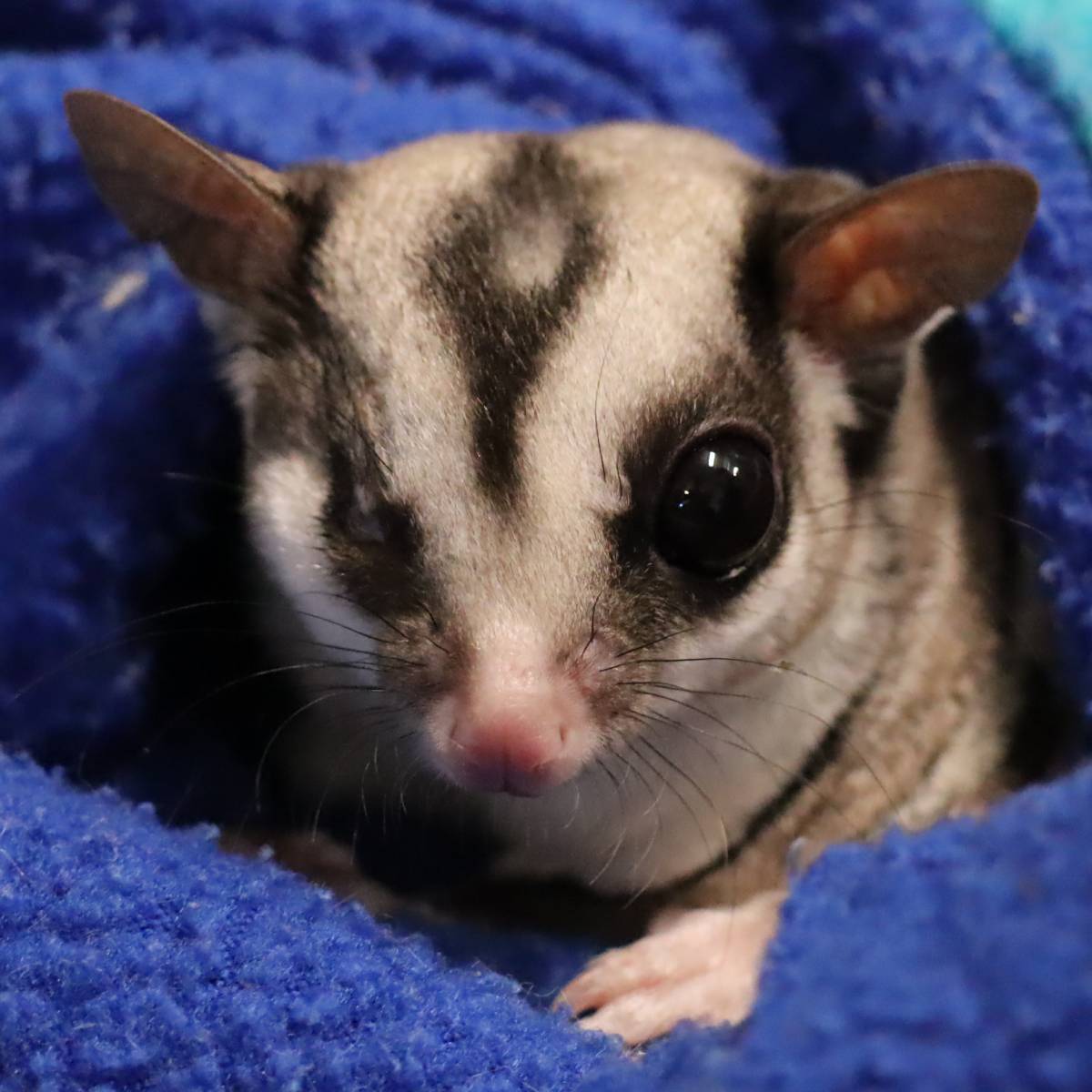 Droevig nieuws over suikereekhoorn Mango. Onlangs troffen we hem levenloos aan in zijn verblijf. Na onderzoek bleek dat Mango een bloeding had in zijn buik. Meer hierover: bit.ly/AAP-Mango-over…