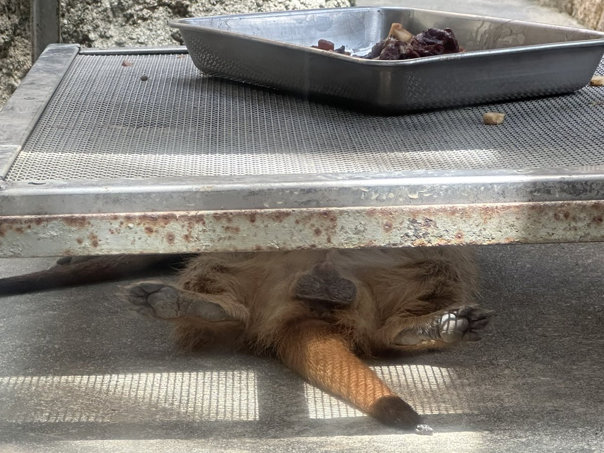 bpgjack's tweet image. 今日も暑かった

#日本平動物園
#ミーアキャット
#ウタ
#ライオン
#ムール