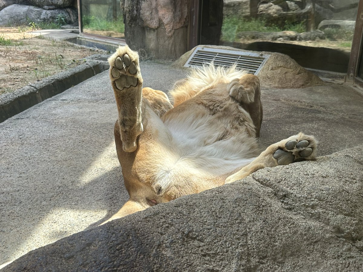 bpgjack's tweet image. 今日も暑かった

#日本平動物園
#ミーアキャット
#ウタ
#ライオン
#ムール