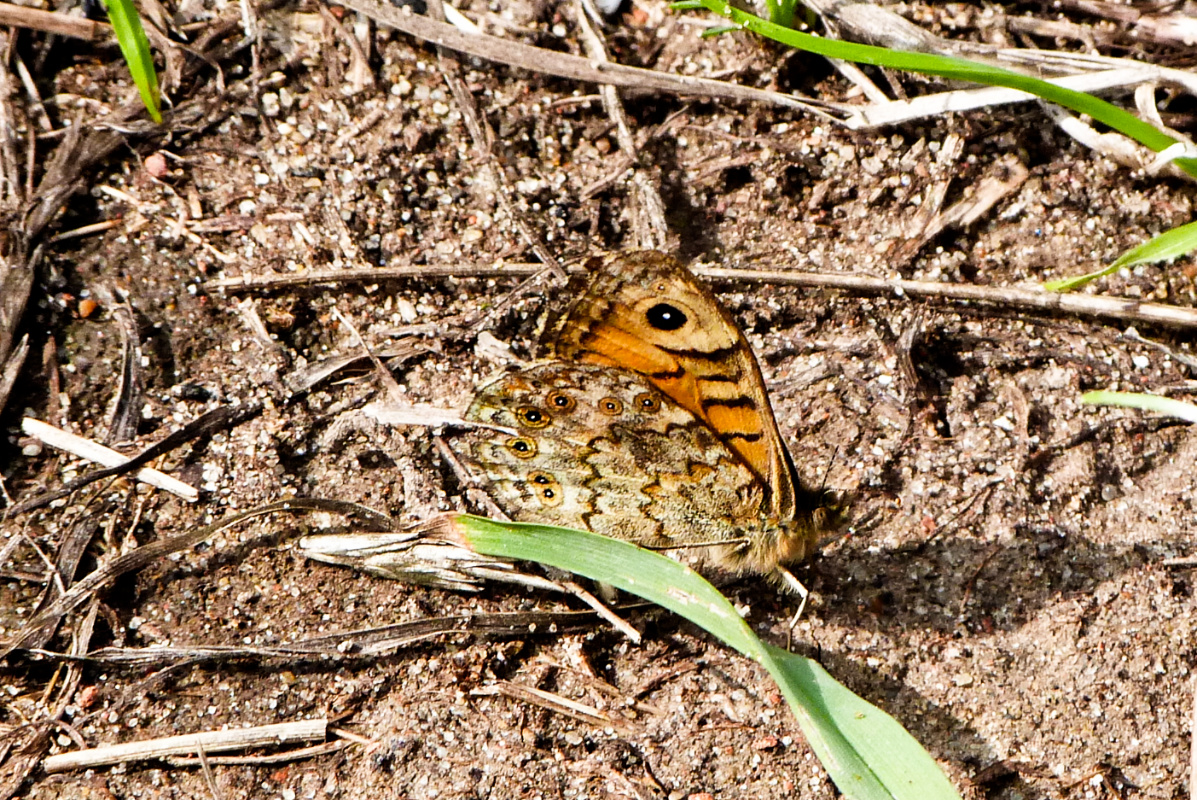 ineebrown51's tweet image. Yesterday, this Wall butterfly very kindly gave us a good long view of his beautiful underwing (i'm guessing he's a he)