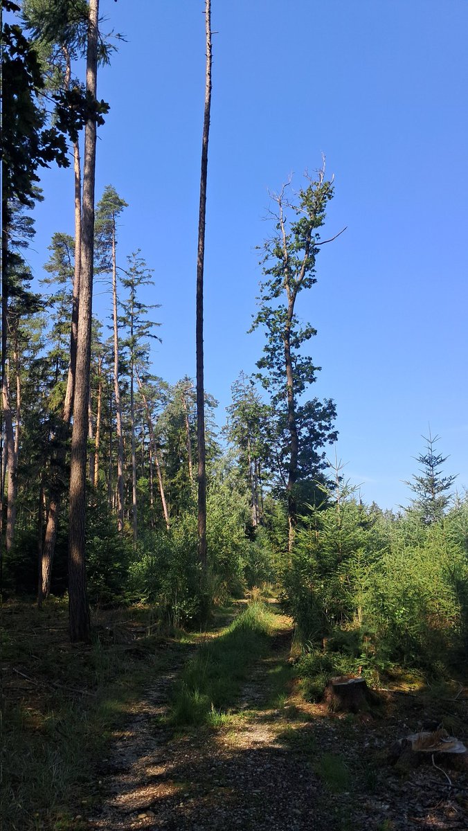 Waldweg. Waldlichtung. Handy Foto. Samsung