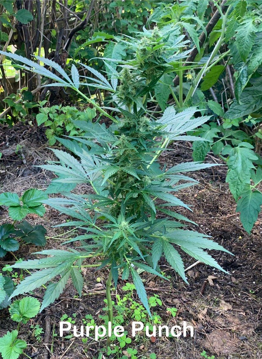 real_blink2x's tweet image. thinking of pollinating the whole thing  with fem pollen😏