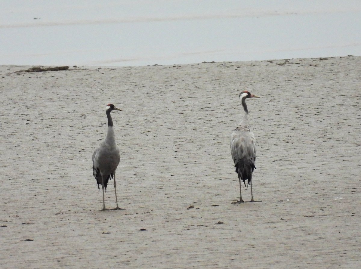 Mike King🦉🐺 (@glosterbirder) on Twitter photo Saul Warth early am no tide 105 Curlews, 87 Avocets, 2 Oystercatchers, 37 Dunlins, 9 Black-tailed Godwits, 48 Shelducks, 2 unringed Common Cranes, 2 Little Egrets, 3 Grey Herons, 3 Kestrels, 1 Hobby, 6 Pied Wags, 2 Grey Wags, 3 Chiffchaffs, 1 Whitethroat & 32 Swallows. #GlosBirds Saul Warth early am no tide 105 Curlews, 87 Avocets, 2 Oystercatchers, 37 Dunlins, 9 Black-tailed Godwits, 48 Shelducks, 2 unringed Common Cranes, 2 Little Egrets, 3 Grey Herons, 3 Kestrels, 1 Hobby, 6 Pied Wags, 2 Grey Wags, 3 Chiffchaffs, 1 Whitethroat & 32 Swallows. #GlosBirds