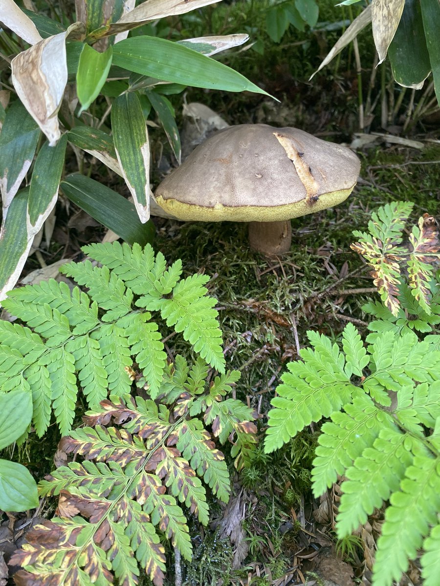 ij8vx's tweet image. 🍄🍄 🍄🍄‼️‼️‼️