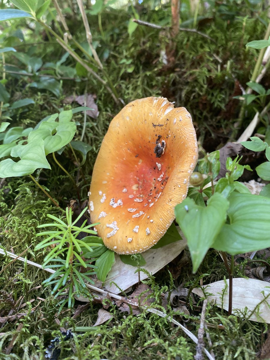ij8vx's tweet image. 🍄🍄 🍄🍄‼️‼️‼️