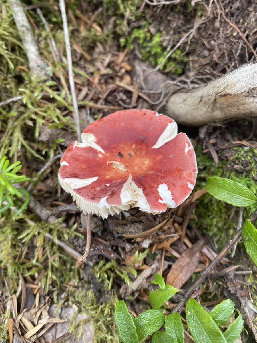 ij8vx's tweet image. 🍄🍄 🍄🍄‼️‼️‼️