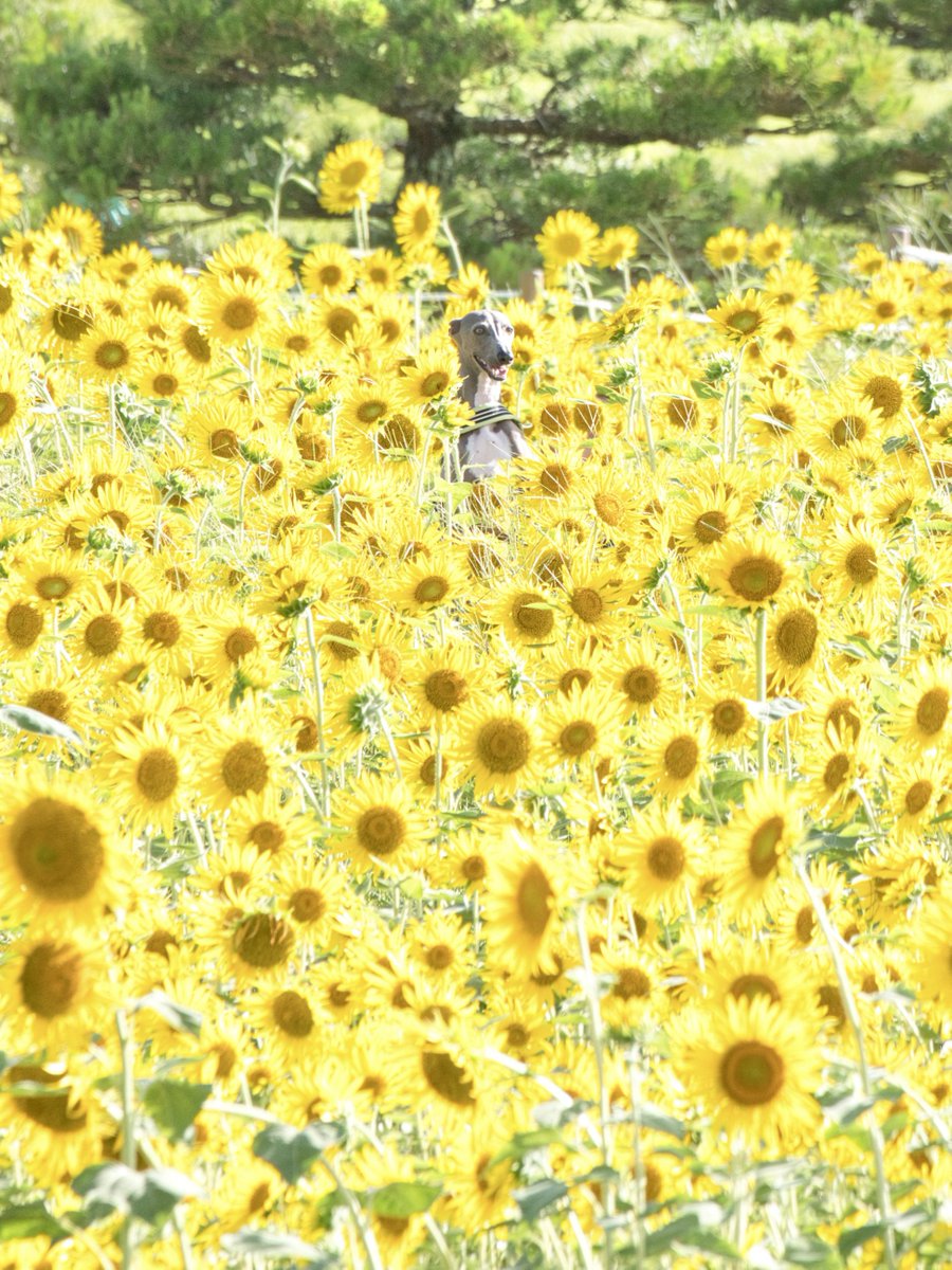 いちめんのひまわり
いちめんのひまわり
いちめんのひまわり
いちめんのひまわり
いちめんのひまわり
いちめんのひまわり
いちめんのひまわり
よくみるといるいぬ
いちめんのひまわり