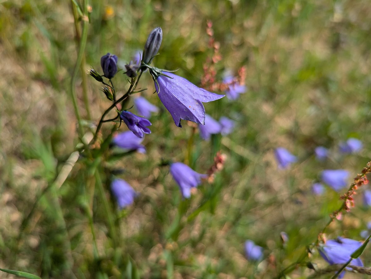 catecawley's tweet image. Harebells, of the bellflower family, also, Scottish bluebell, cuckoo shoe, heath, wind & #witches' bells. "The #flower that's like thy face, The azured harebell, like thy veins, no, nor, The leaf of eglantine," Cymbeline 4.2 #ShakespeareSunday #FolkloreSunday