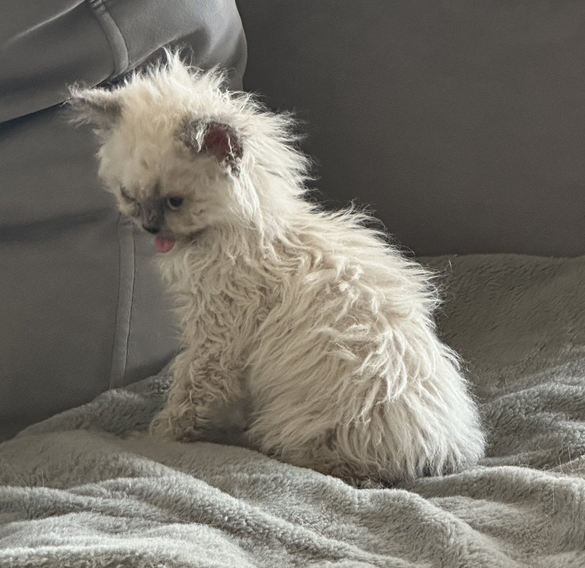 maxsmith's tweet image. New bro