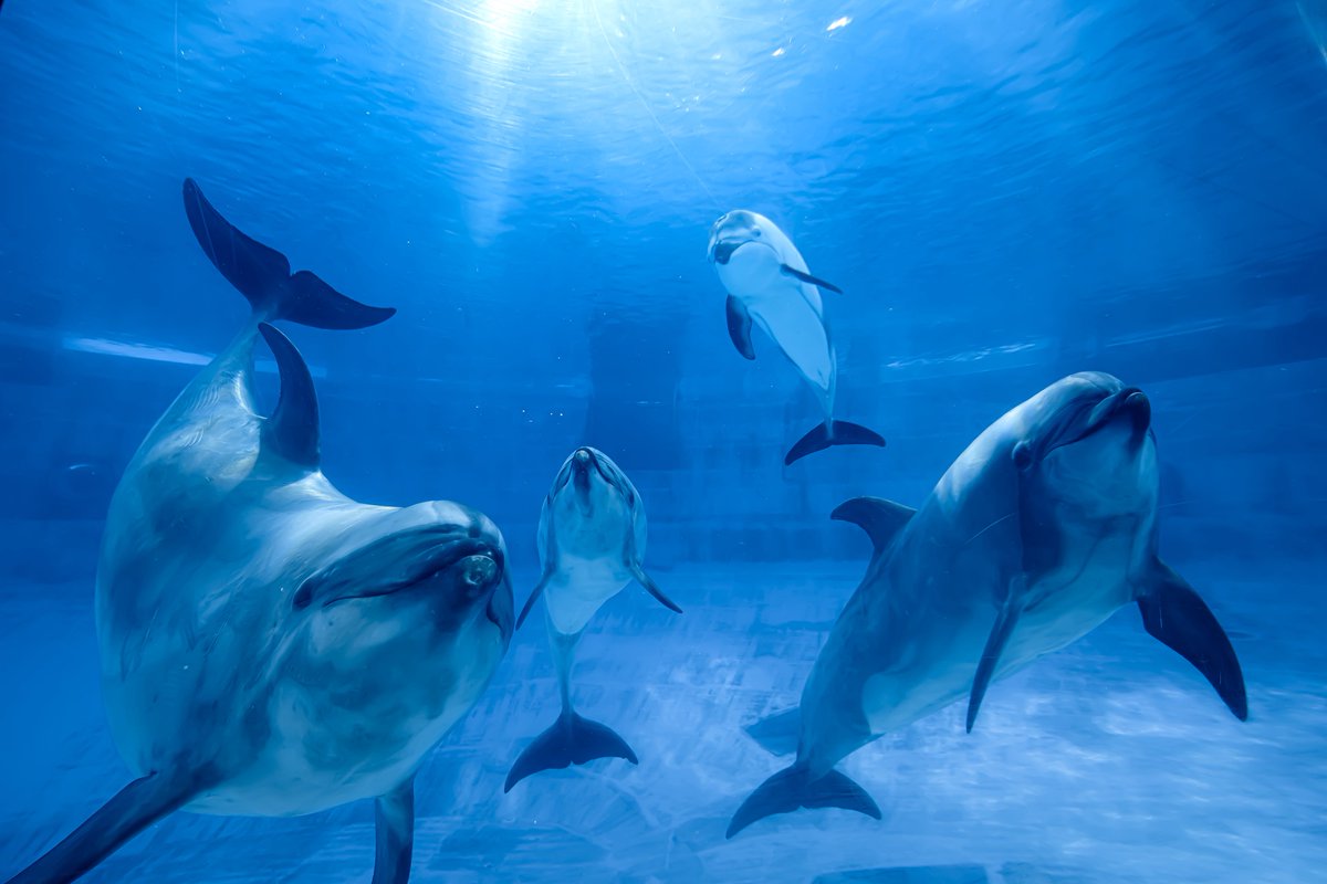 Tapirium's tweet image. 開館前の名古屋港水族館を7:00〜朝食付きで楽しめる #水族館deモーニング
水族館に入ったらイルカたちが遊びに来てくれて、最高の朝を迎えることができました☀️