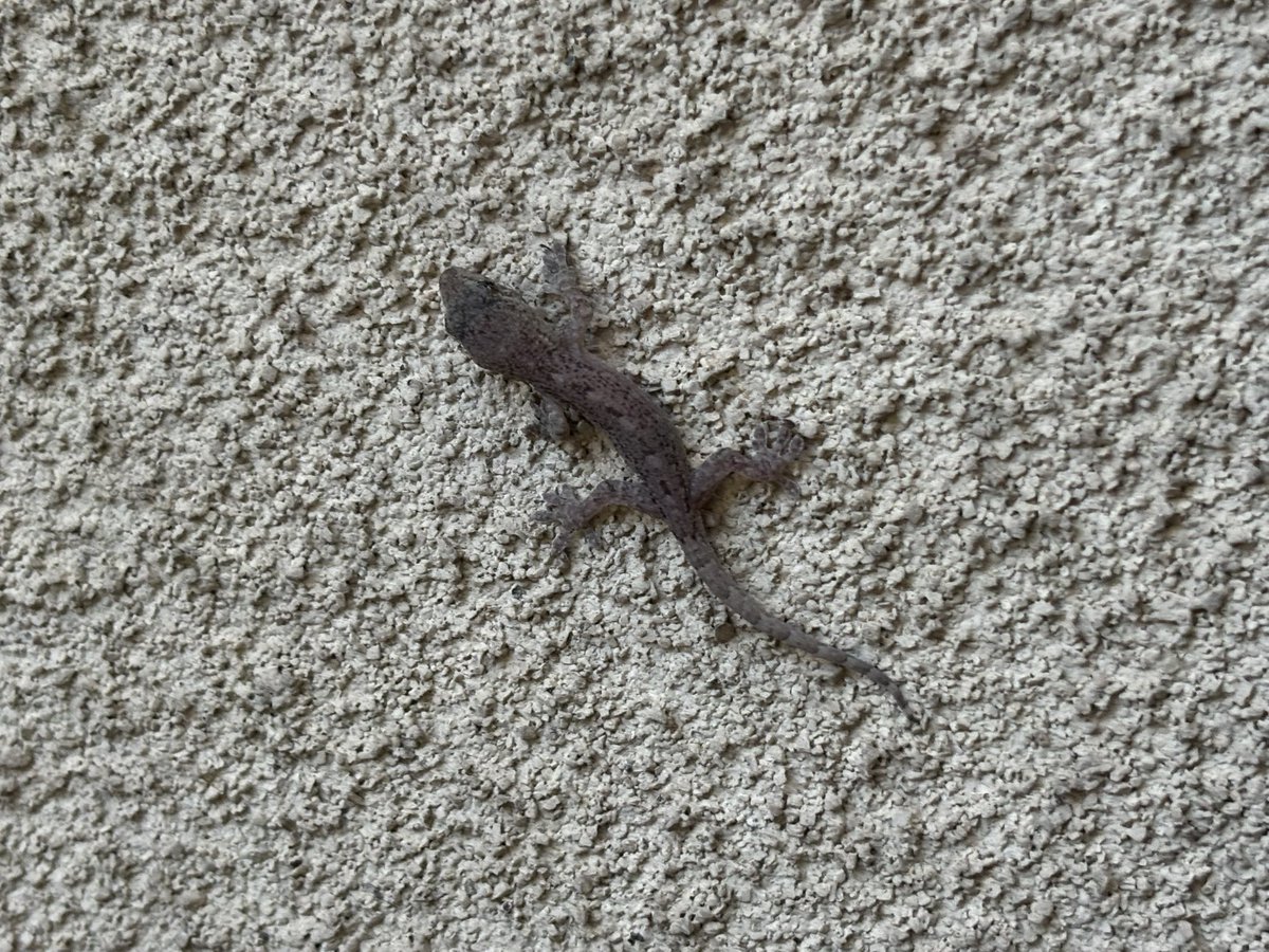 玄関にいたチビヤモリ