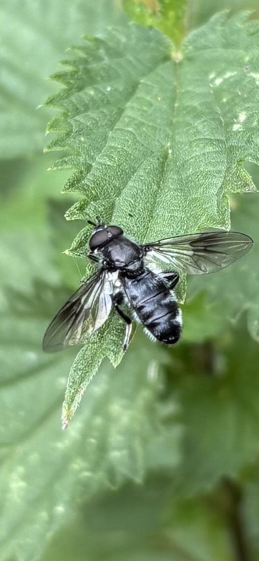 GrahamDenny9's tweet image. Just for fun how many and what on the umbellifers! Changes like a buffet plate every time I come back ! 😁@FarmInvertsUK @StevenFalk1 @NHM_London @Rothamsted @PoMScheme @Gameandwildlife @fbuner @ja_ewald @flygirlNHM