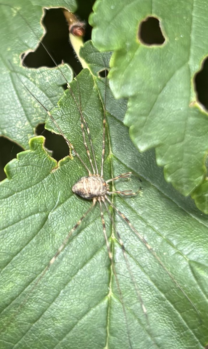 GrahamDenny9's tweet image. Just for fun how many and what on the umbellifers! Changes like a buffet plate every time I come back ! 😁@FarmInvertsUK @StevenFalk1 @NHM_London @Rothamsted @PoMScheme @Gameandwildlife @fbuner @ja_ewald @flygirlNHM