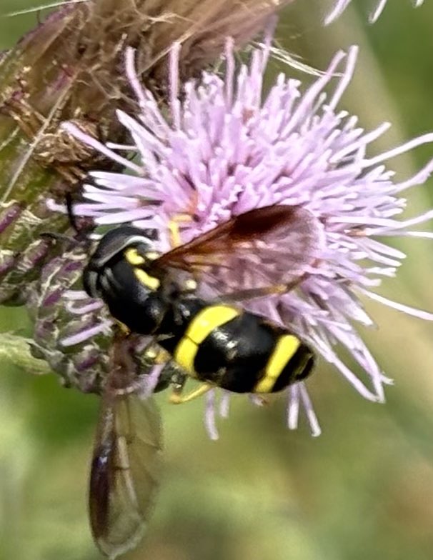GrahamDenny9's tweet image. Just for fun how many and what on the umbellifers! Changes like a buffet plate every time I come back ! 😁@FarmInvertsUK @StevenFalk1 @NHM_London @Rothamsted @PoMScheme @Gameandwildlife @fbuner @ja_ewald @flygirlNHM