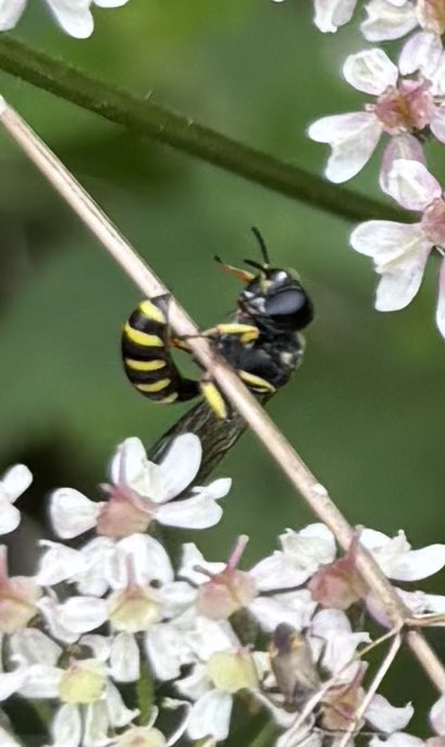 GrahamDenny9's tweet image. Just for fun how many and what on the umbellifers! Changes like a buffet plate every time I come back ! 😁@FarmInvertsUK @StevenFalk1 @NHM_London @Rothamsted @PoMScheme @Gameandwildlife @fbuner @ja_ewald @flygirlNHM