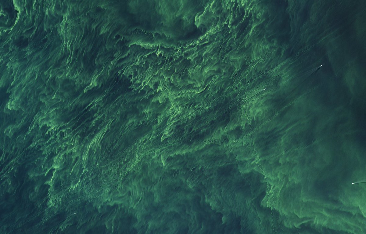Imágenes de satélite (Landsat 9) del florecimiento de cianobacterias en verano en el Mar Báltico por la enorme abundancia de fosfatos y nitratos en el agua.

earthobservatory.nasa.gov/images/154581/…