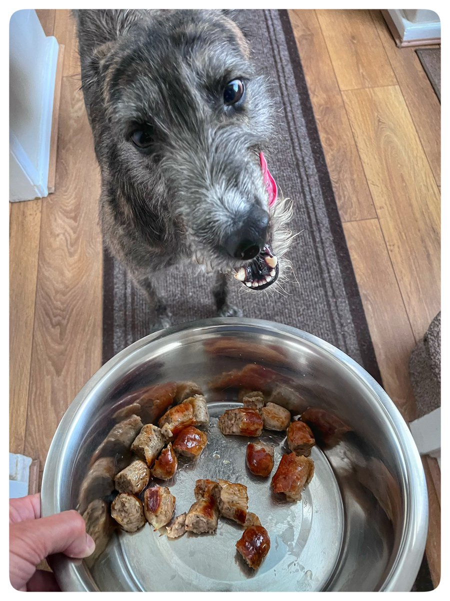 flyabout7's tweet image. Good morning and a very happy sausage Sunday from Lord Ralphington. 

He’s looking slightly deranged in that first photo but that’s the effect sausages have on him! 🤪😂

Have a great day folks. 

#SausageSunday
#AdoptDontShop