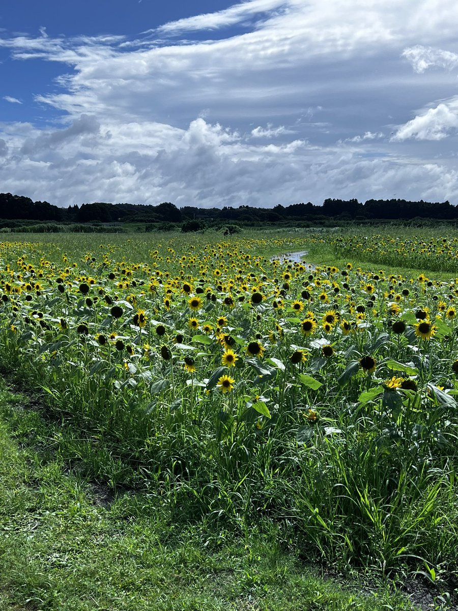 nyancyu71's tweet image. 雨の合間に終わりそうなひまわり見てきました