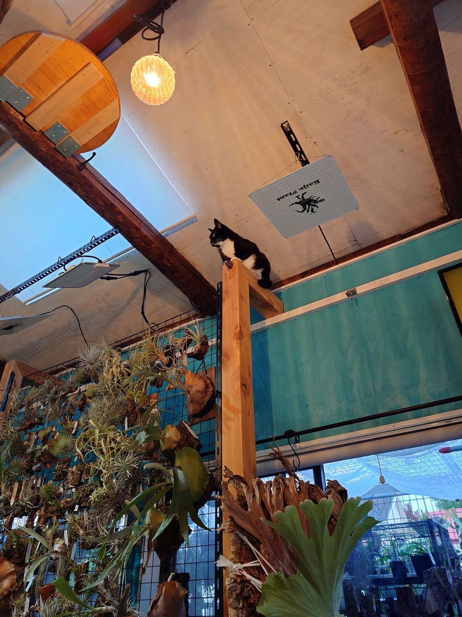 nekosuka513's tweet image. おりて。