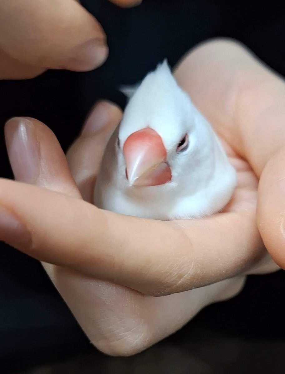 monko215's tweet image. △

#文鳥
#過去画